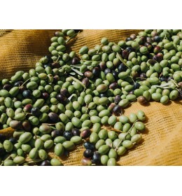 Ogliarola Extra Virgin Olive Oil - Northern Hemisphere (Italy) ***JUST ARRIVED***